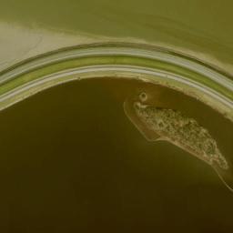 Satellite view of Lauwersoog