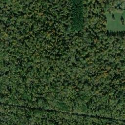 Satellite view of Bialowieza Forest and the last wild bison