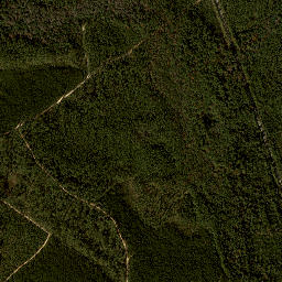 Tenile Florida High Resolution Satellite Map