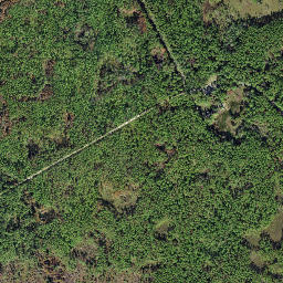 Plum Orchard Florida High Resolution Satellite Map