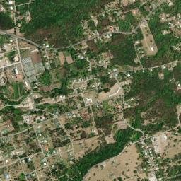 Fig Tree map(satellite map)