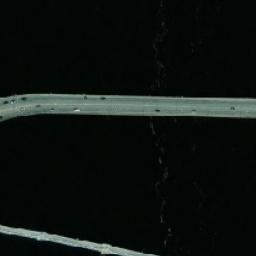 Satellite imagery of survey_point, SE