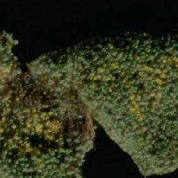 Satellite imagery of Vattusenniemi, FI