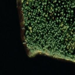 Satellite imagery of Lintuniemi, FI
