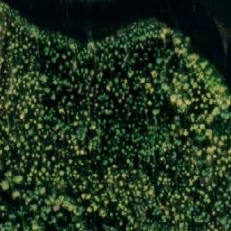 Satellite imagery of Kirjakanniemi, FI