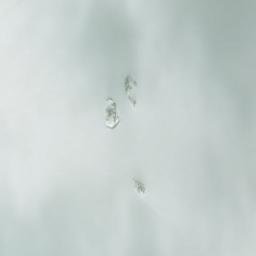 Satellite imagery of White Moose Mountain, CA