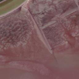 Satellite imagery of Morsum Odde, DE
