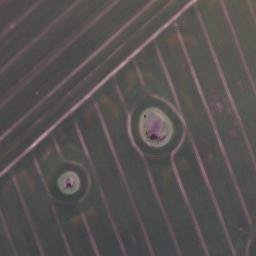 Satellite imagery of Schusterberg, DE
