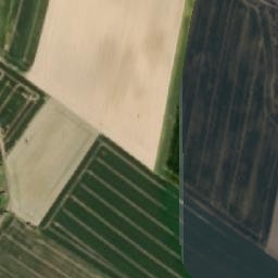 Satelita