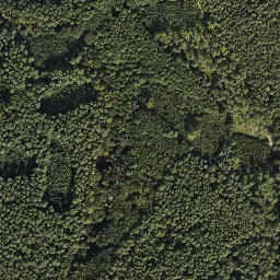 Satelita