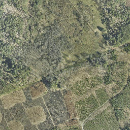 Satelita