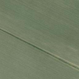 Satellite imagery of survey_point, DZ