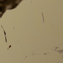 Satellite imagery of Paytow-e Gāw Murdah, AF