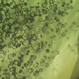 Satellite imagery of Mangrove Point, US