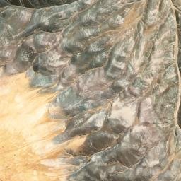 Satellite imagery of Cerro Pico de Oro, CL