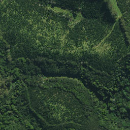 Satellite imagery of M NO 2, NZ