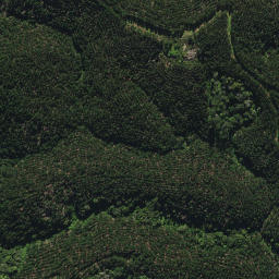 Satellite imagery of D2 NO 2, NZ