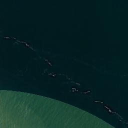 Satellite imagery of South Head, NZ