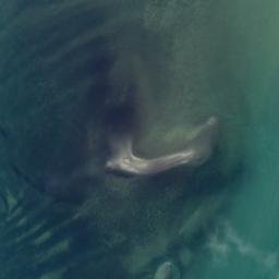 Satellite imagery of Ruakoiro Point, NZ