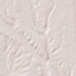 Lagartos Terrain Map