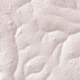 La Paloma Terrain Map