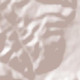 Bijelo Polje Terrain Map