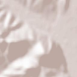 Obshtina Mirkovo Terrain Map