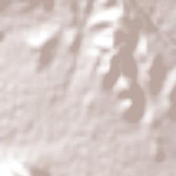 Dolores Hidalgo Terrain Map